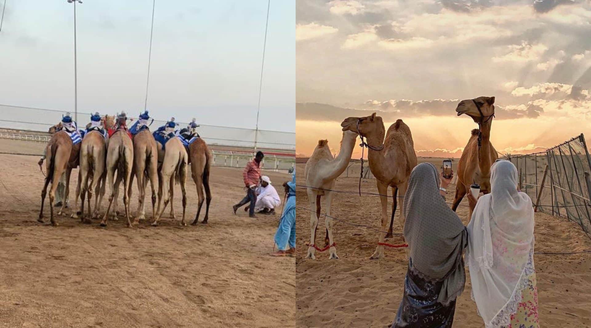 عرب ترند - تصدرت مطالبات أهل الهجن تويتر سلطنة عمان بالتزامن مع مهرجانات الإبل السنوية.