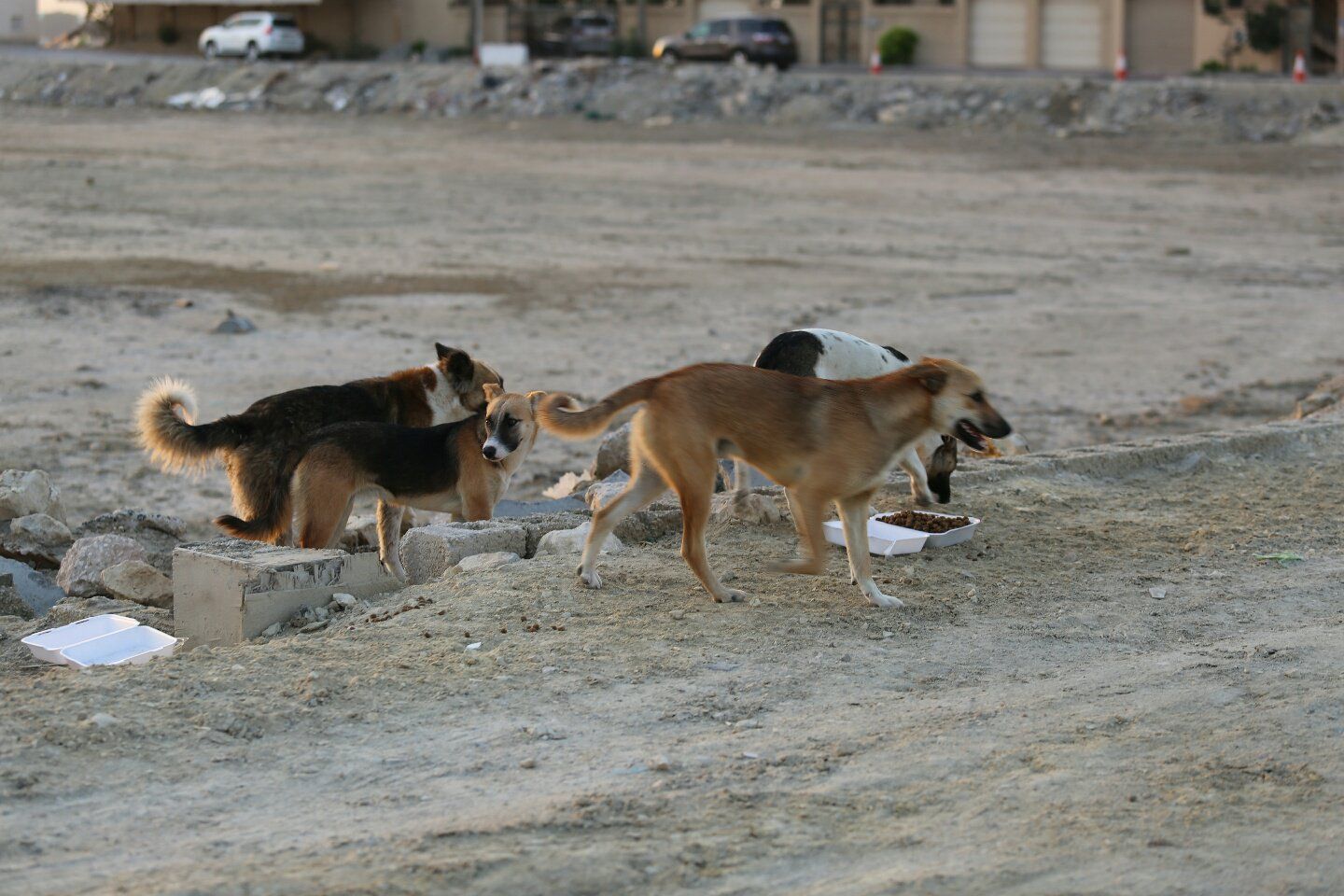 الكلاب الضالة في مدينة طنجة
