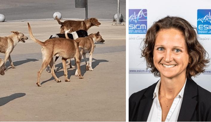 فرنسية ضحية الكلاب الضالة في المغرب