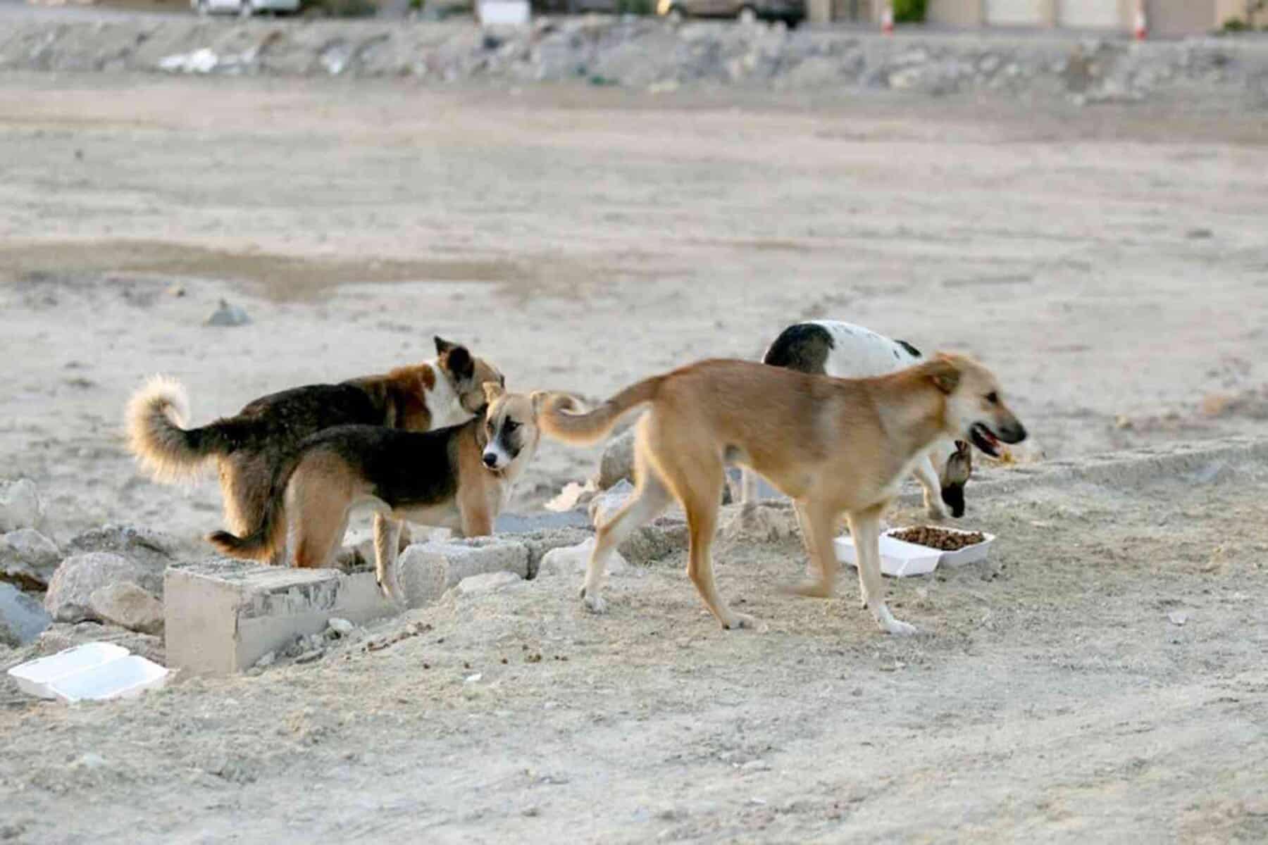 طفل عماني يتعرض لهجوم كلاب ضالة alarabtrend.com