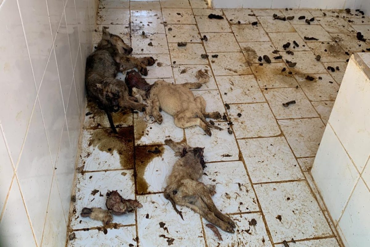 مشاهد صادمة لكلاب محبوسة في مأوى دون طعام تحدث ضجة في المغرب